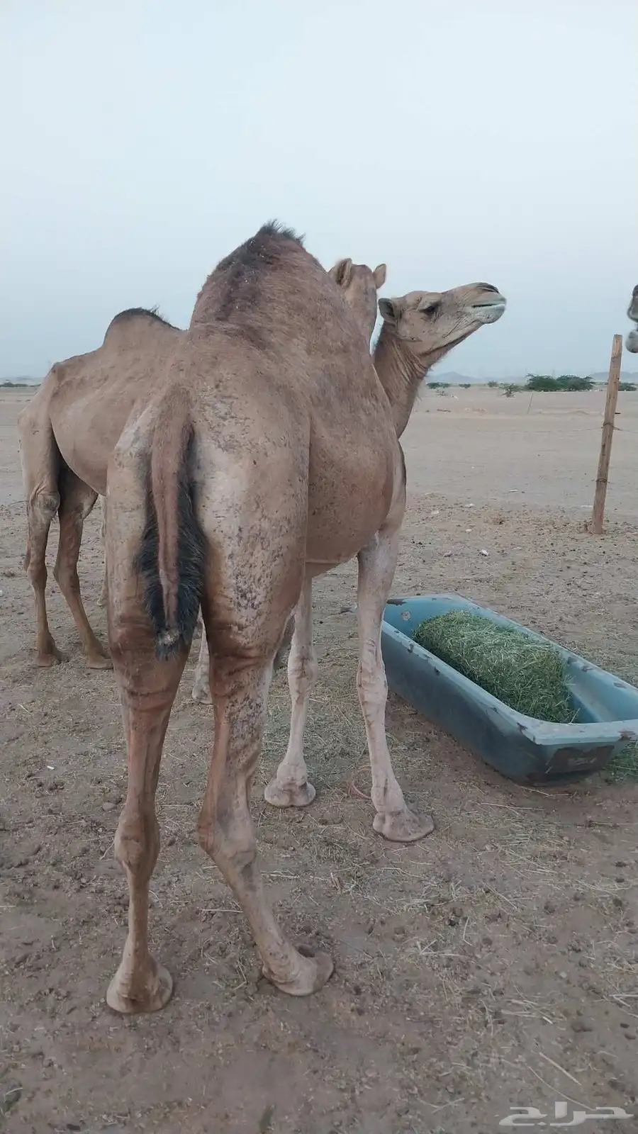 ابل للبيع 5