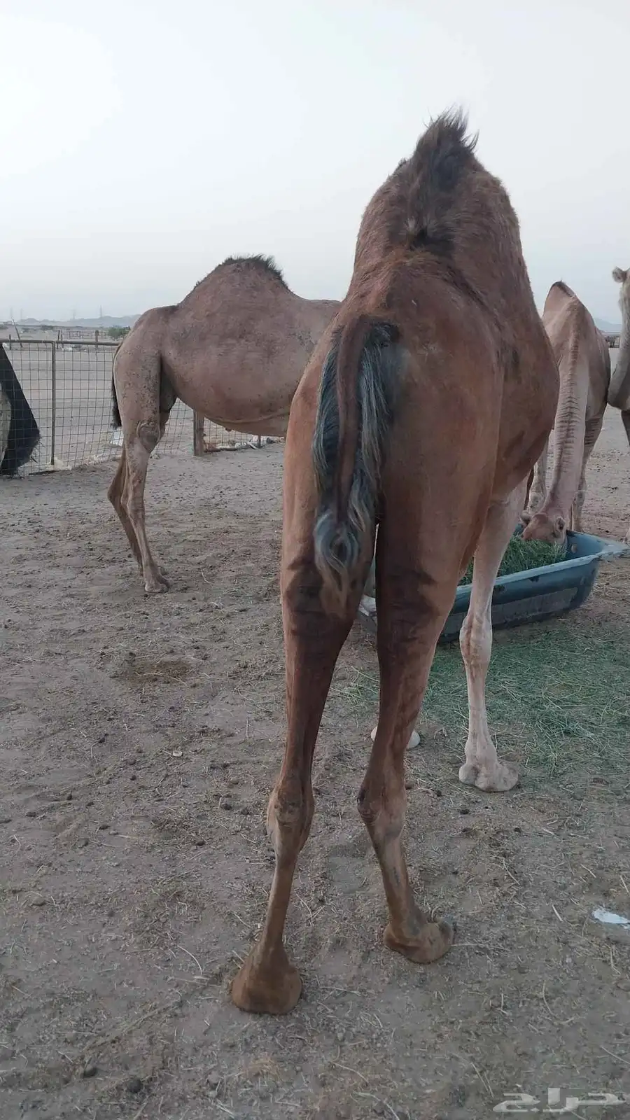 ابل للبيع 4