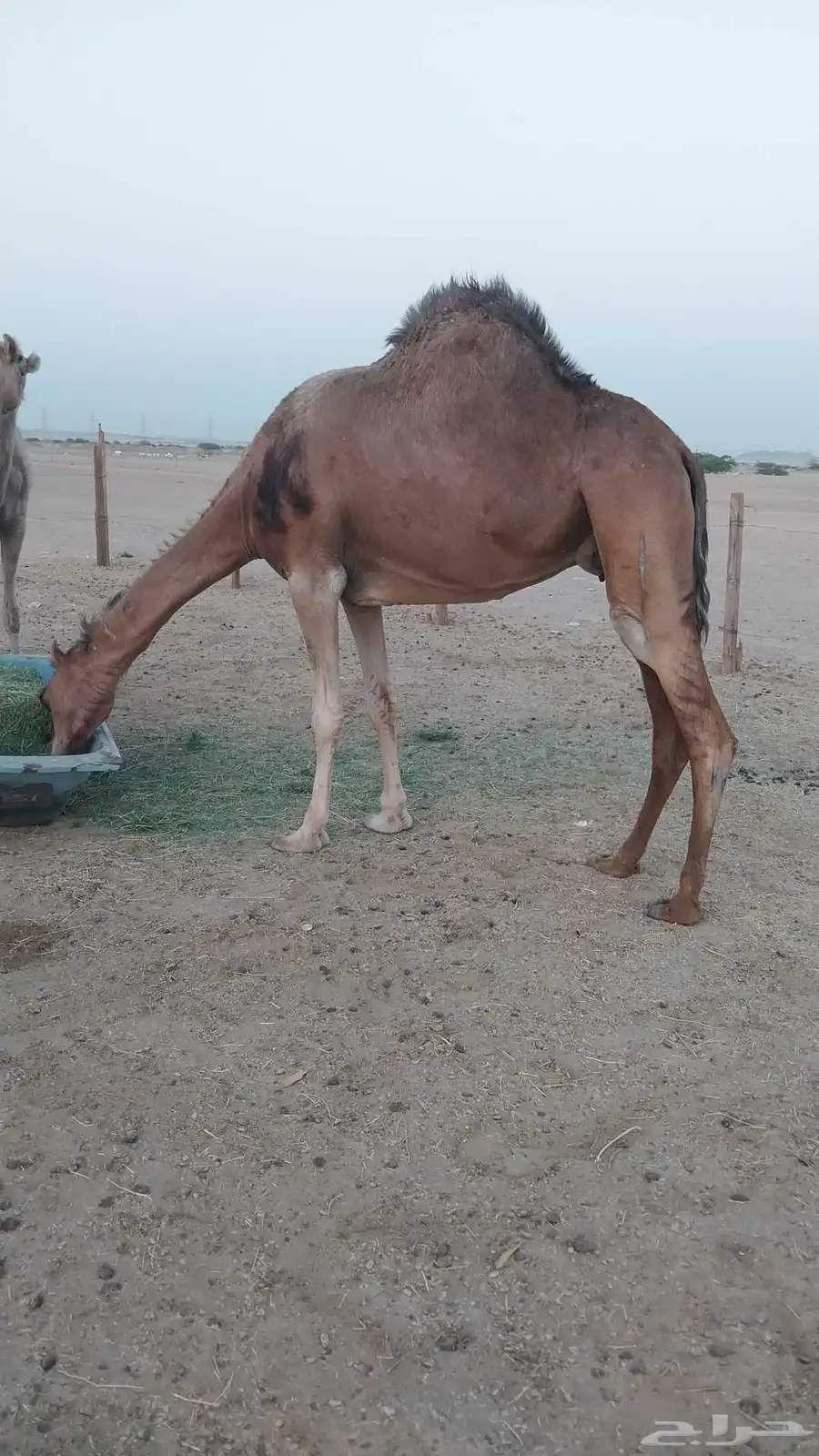 ابل للبيع 3