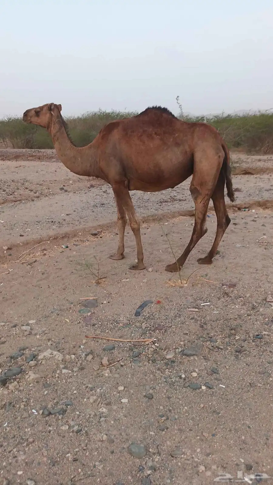 نياق حمر عوداي من 3500 0