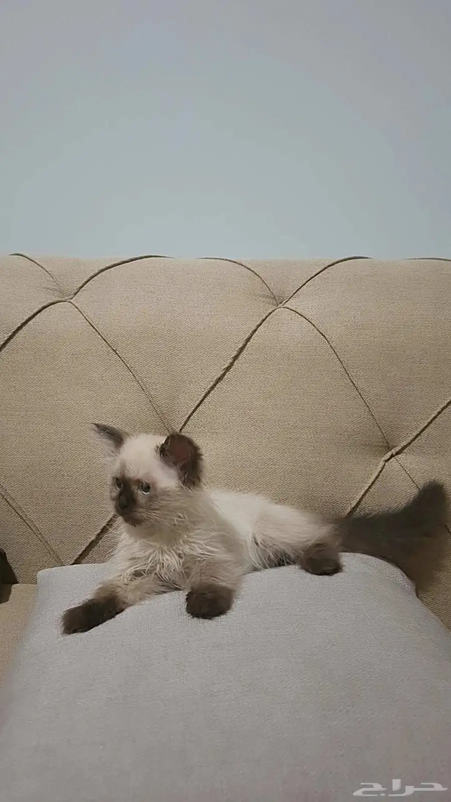I want to sell an Angora cat complete with its feeding equip 1