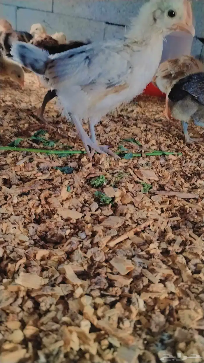 صوص بلدي صحه ممتاز جدا 4