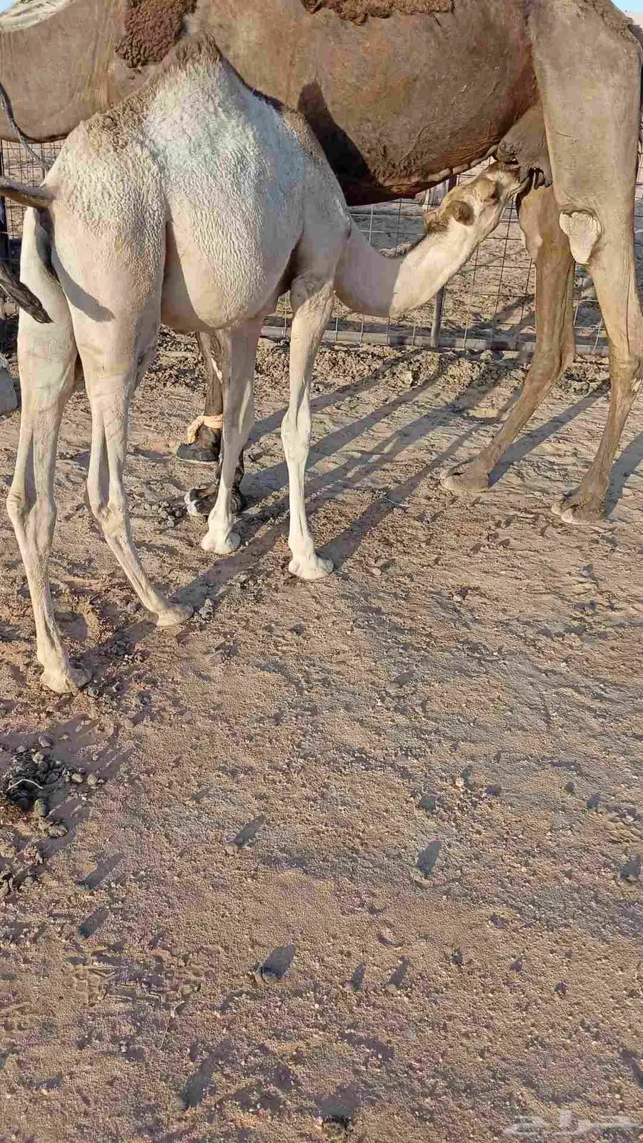 حشو حاشي لباني للبيع 3