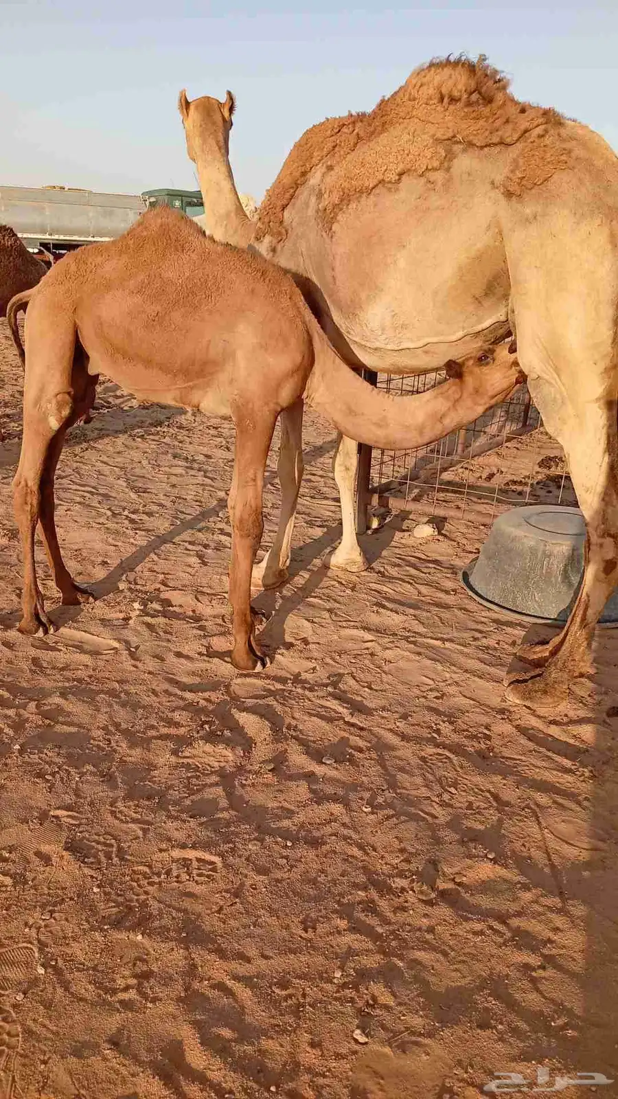 حشو حاشي لباني للبيع 2