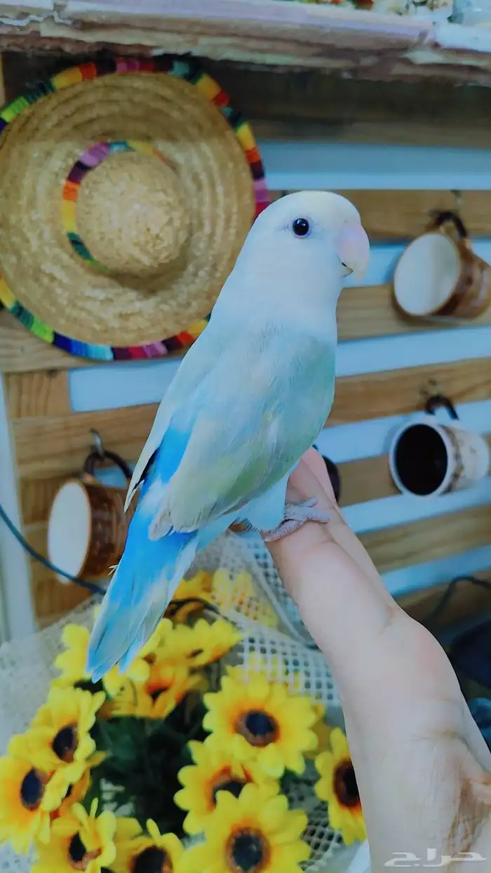 للبيع ببغاء الروز اليف جدأ لعوب.. 5