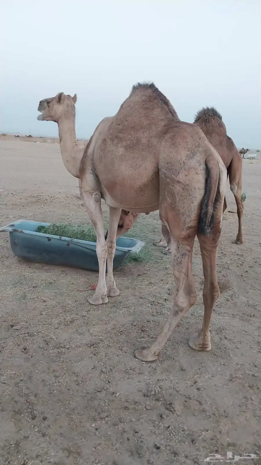 ابل للبيع 2