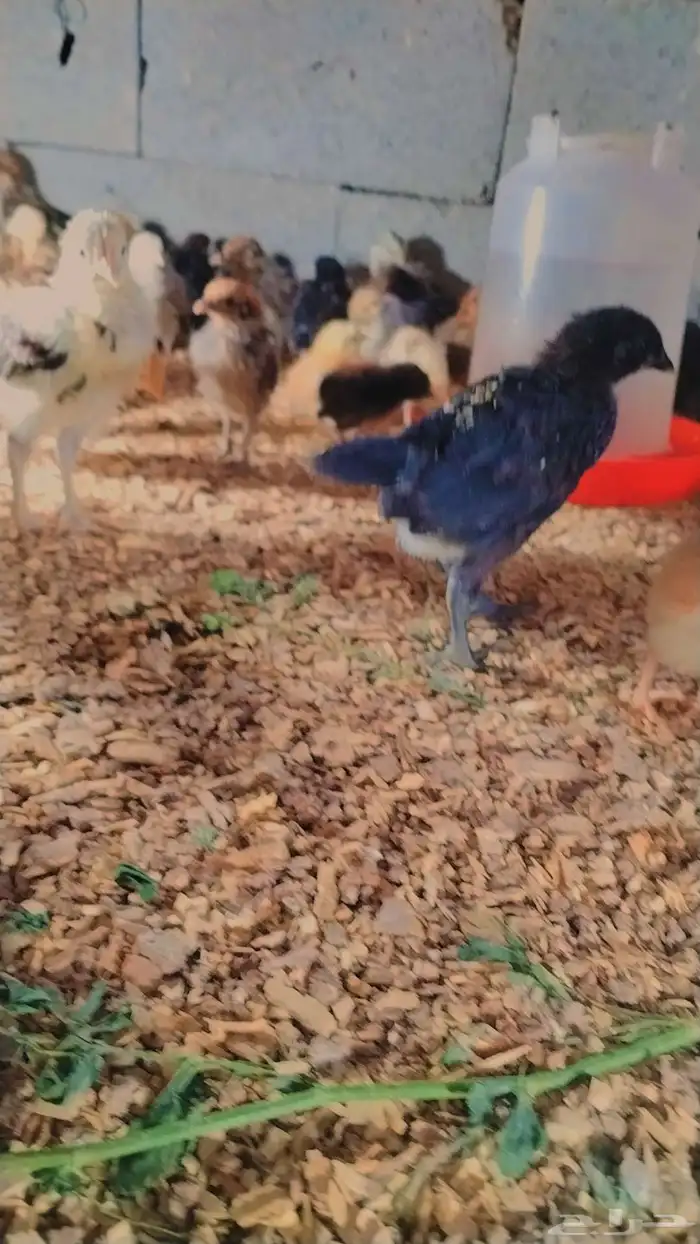 صوص بلدي صحه ممتاز جدا 0