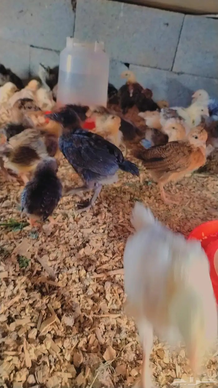 صوص بلدي صحه ممتاز جدا 2