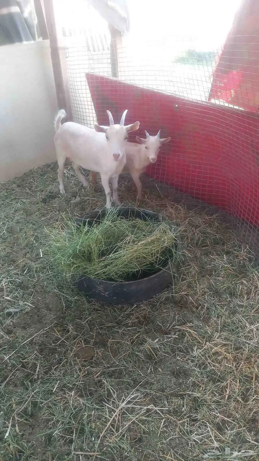 ماعز قزم تشير بيور العنز توها طالع ثنيتها والتيس له شهرين 5