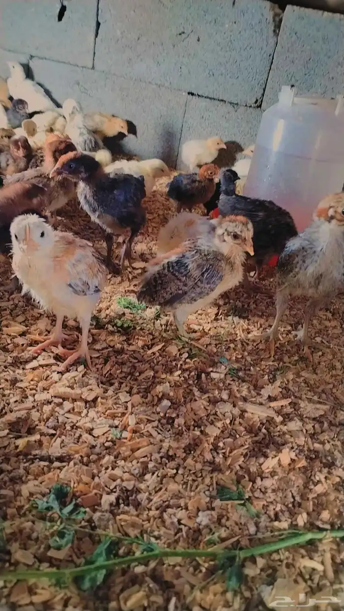 صوص بلدي صحه ممتاز جدا 5