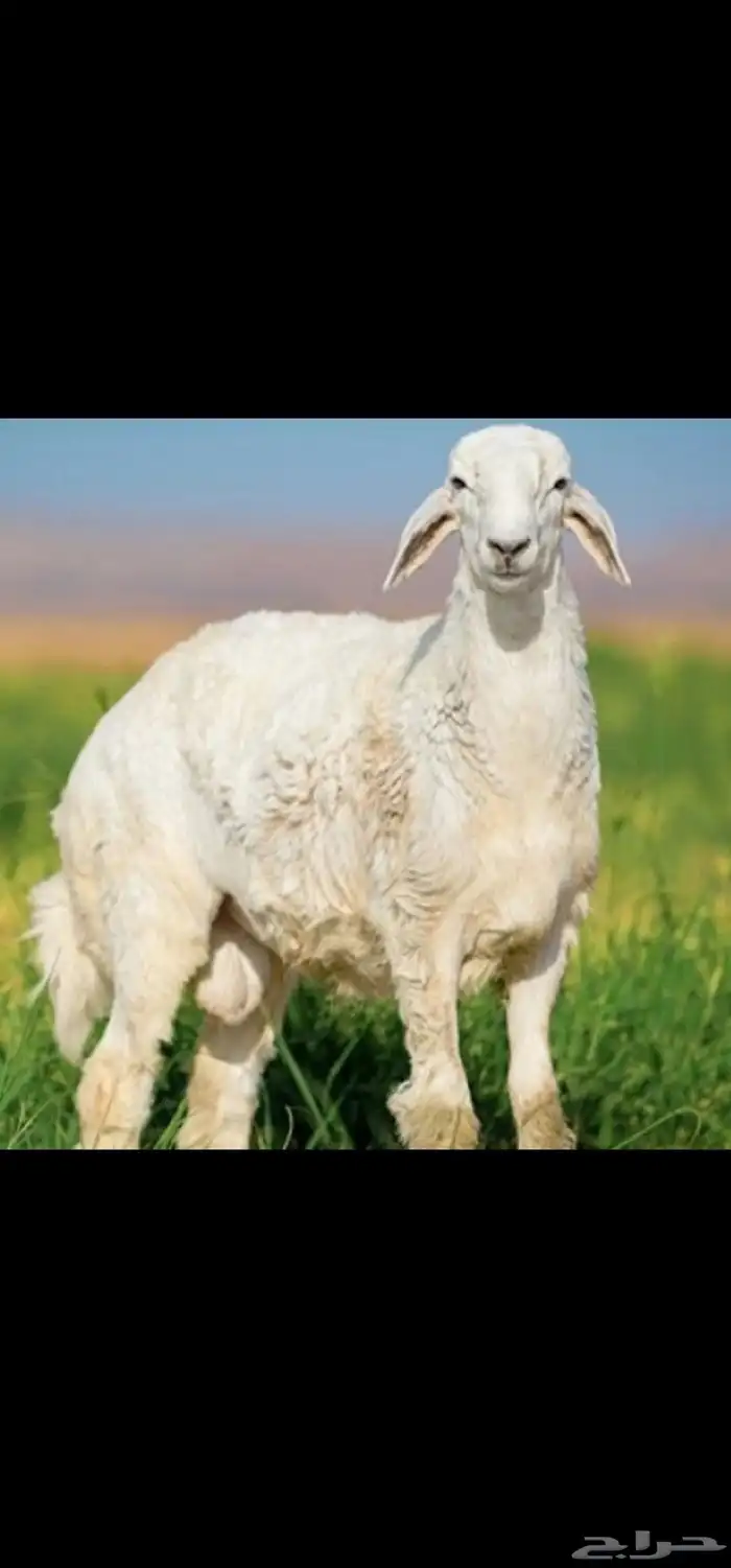 ذبايح نعيمي حري وتبوس مع الطبخ 1