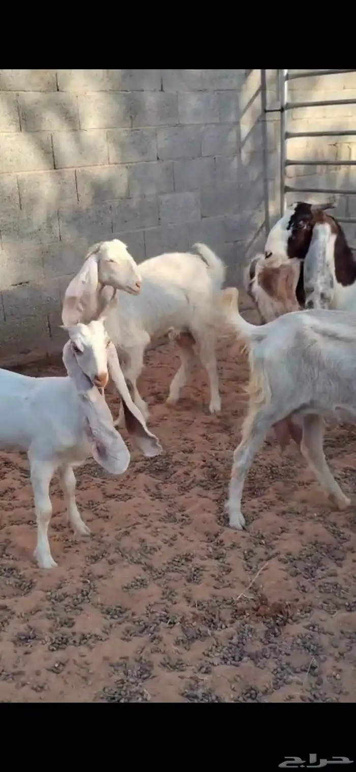 للبيع حشوا العدد4 كلش قعود ومعز مشاريك 4