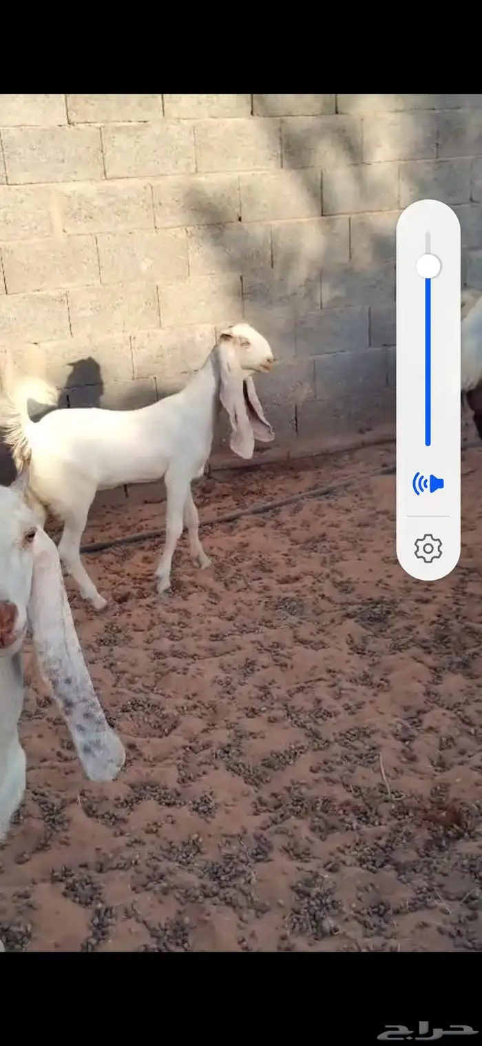 للبيع حشوا العدد4 كلش قعود ومعز مشاريك 6