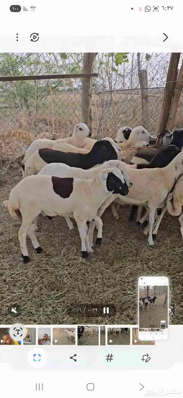 خرفان بلدي شحم للبيع 4
