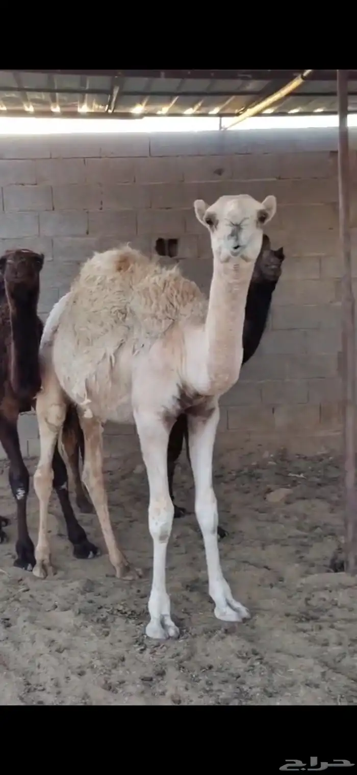 للبيع حشوا العدد4 كلش قعود ومعز مشاريك 2