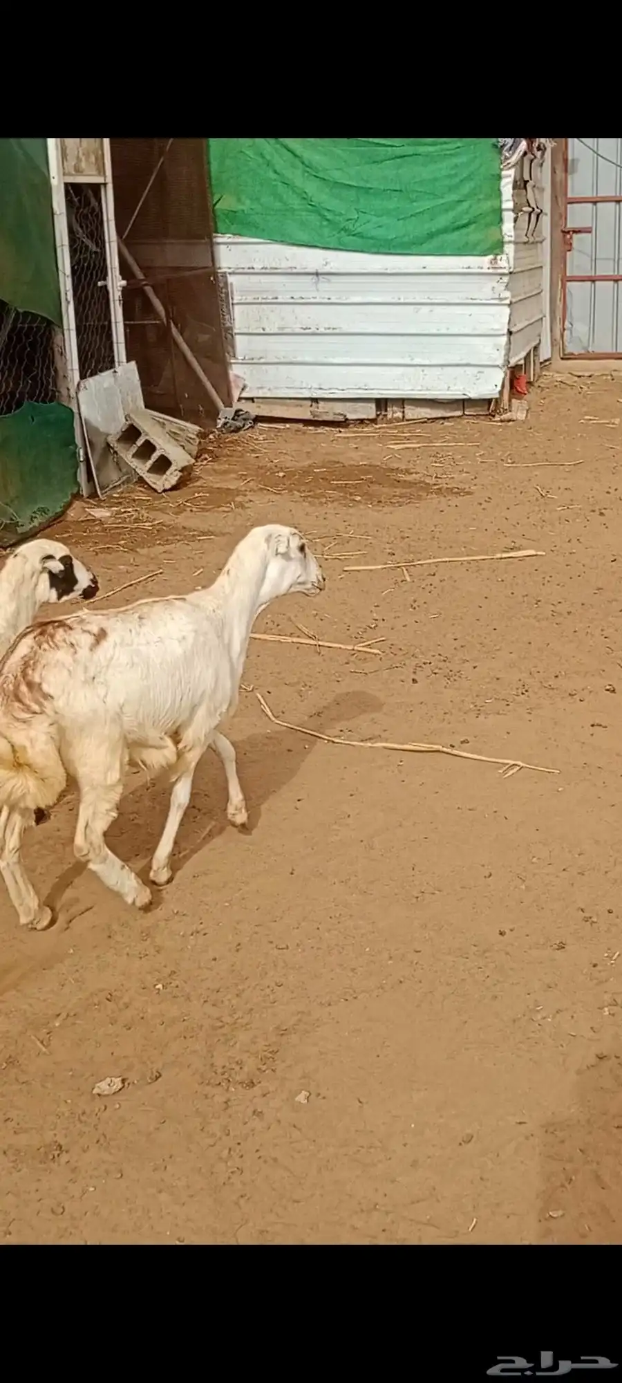 السلام عليكم ورحمه الله وبركاته ماشاء الله تبارك الله 8