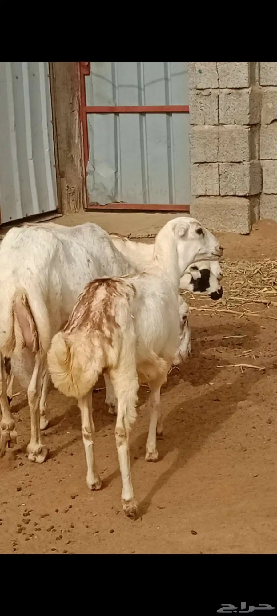 السلام عليكم ورحمه الله وبركاته ماشاء الله تبارك الله 1