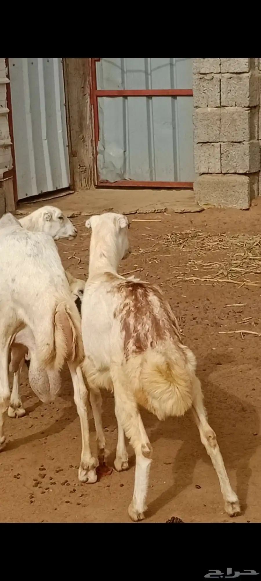 السلام عليكم ورحمه الله وبركاته ماشاء الله تبارك الله 2
