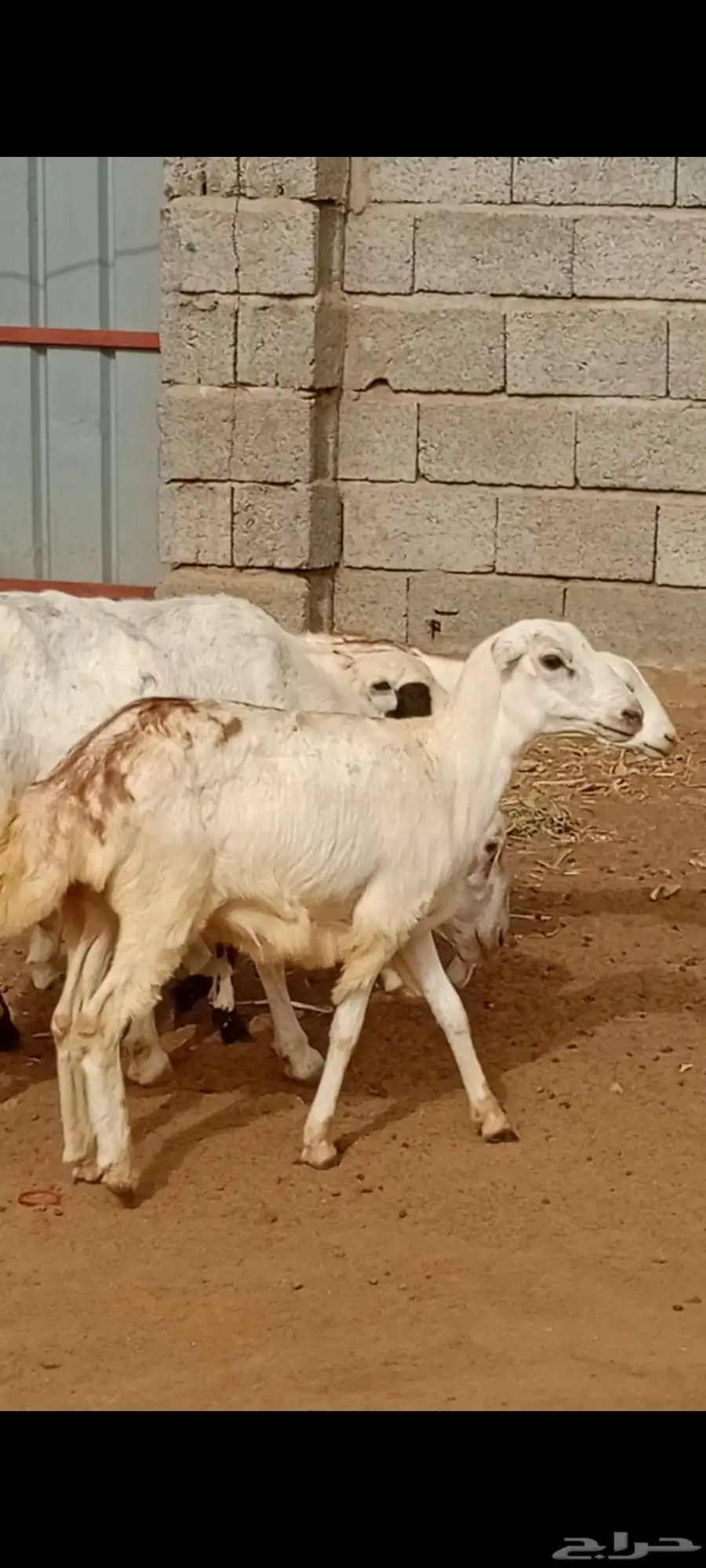 السلام عليكم ورحمه الله وبركاته ماشاء الله تبارك الله 3