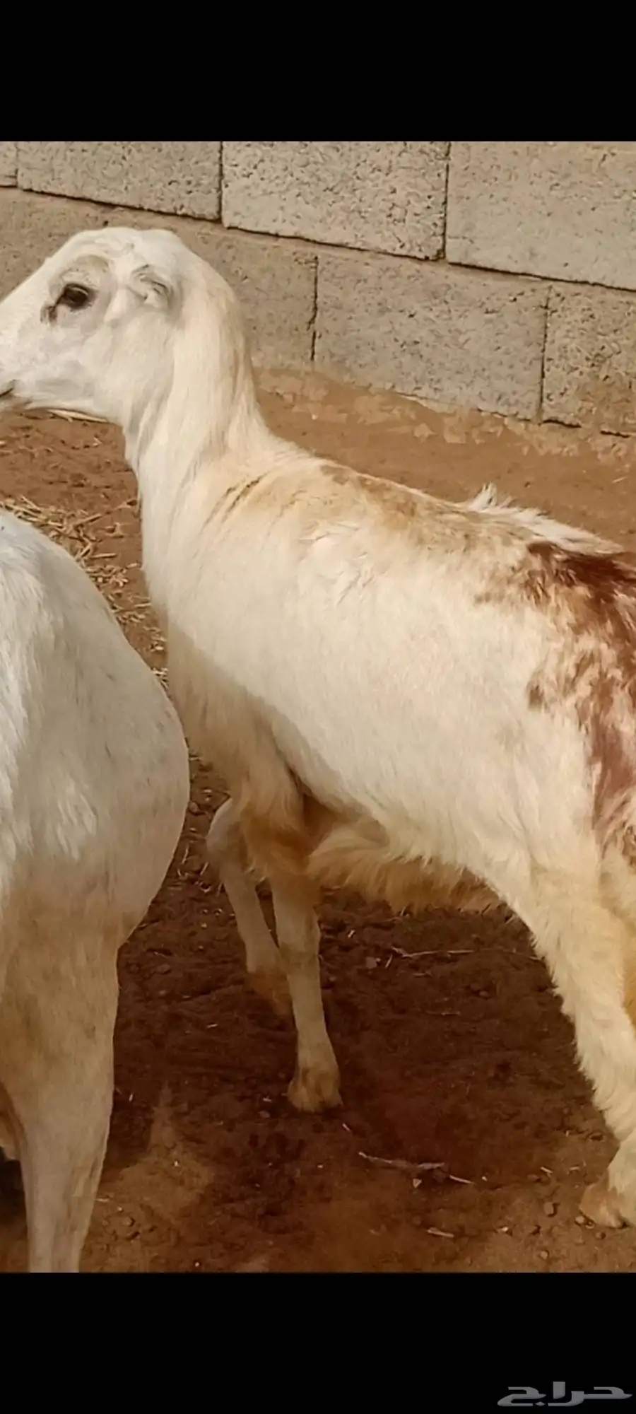 السلام عليكم ورحمه الله وبركاته ماشاء الله تبارك الله 7