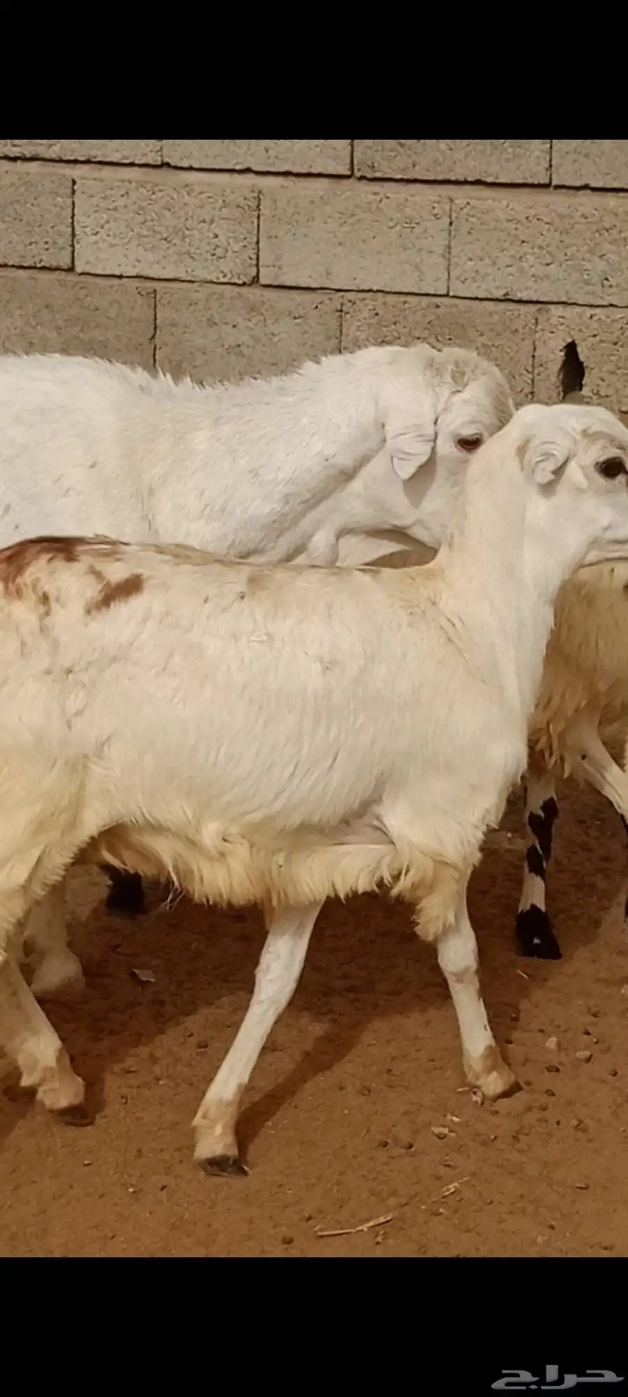 السلام عليكم ورحمه الله وبركاته ماشاء الله تبارك الله 6