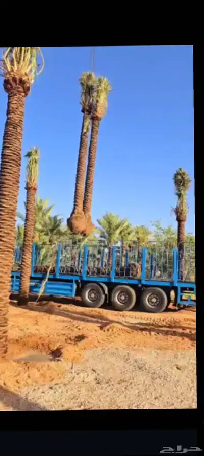 يوجد لدينا جميع انواع انخيل 1