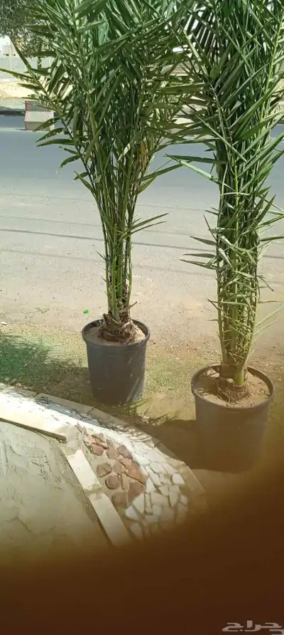 يوجد لدينا جميع انواع انخيل 0