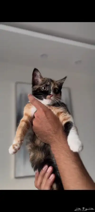 قطط لتبني 1