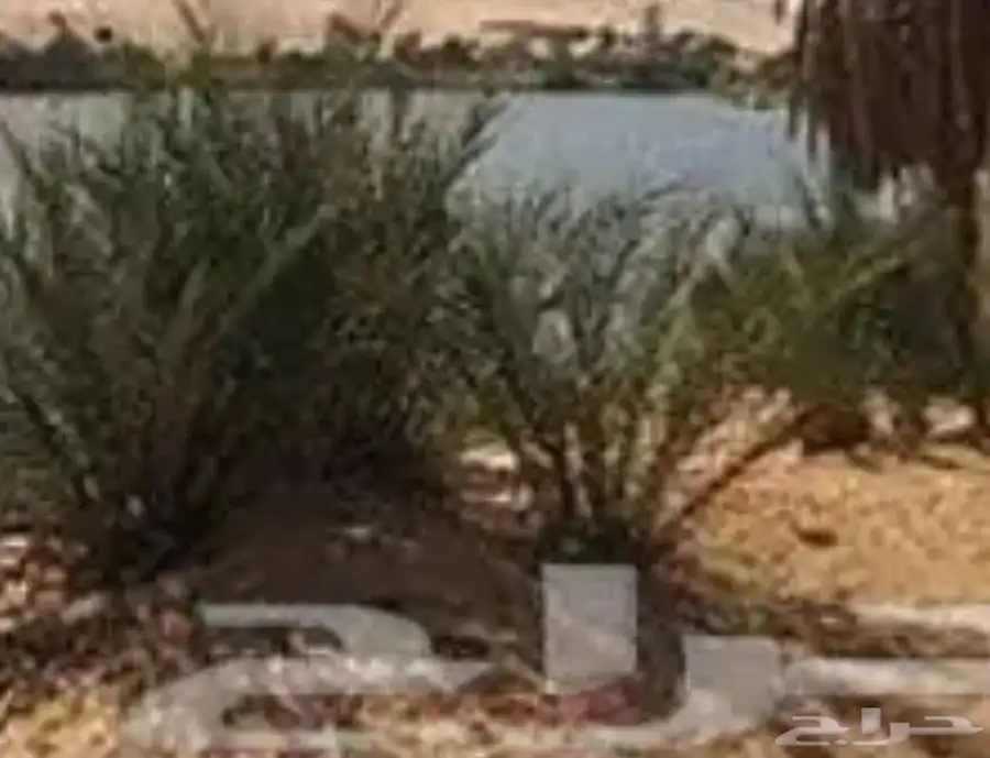 بحيره يوجد فيها أسماك البلطي والعرموط للبيع 0