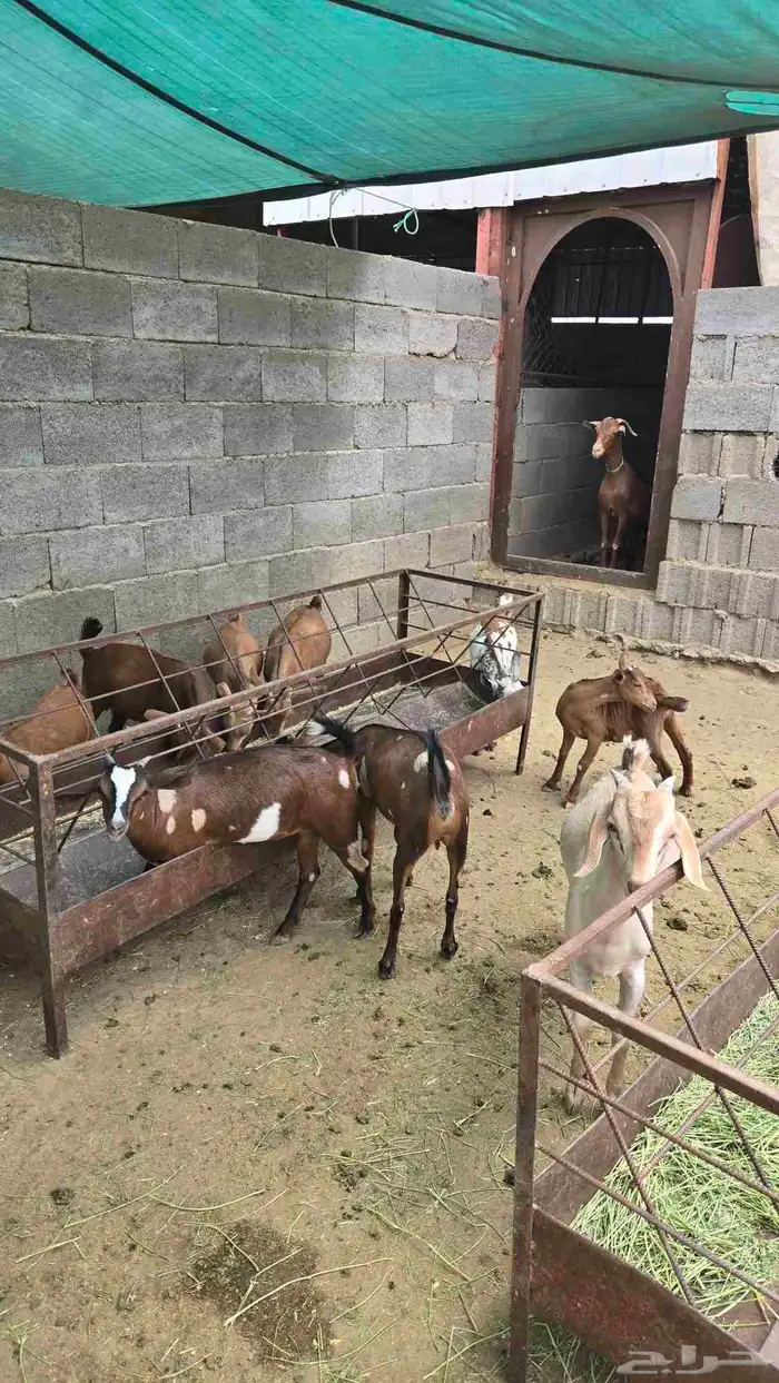 خرفان ورخال وعنقان 1