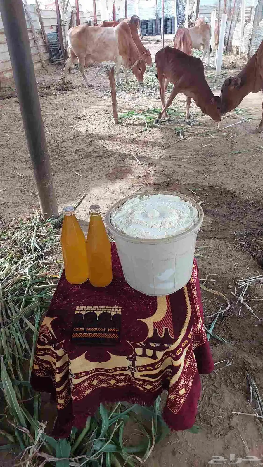 ماشاءالله سمن بلدي على الشرط 0