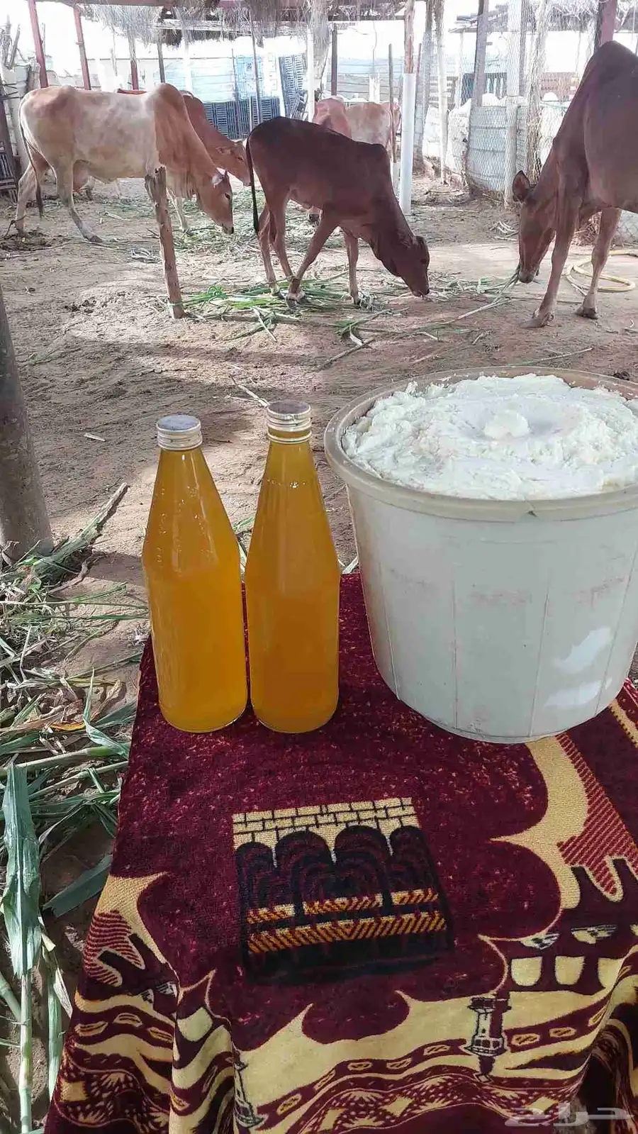 ماشاءالله سمن بلدي على الشرط 1