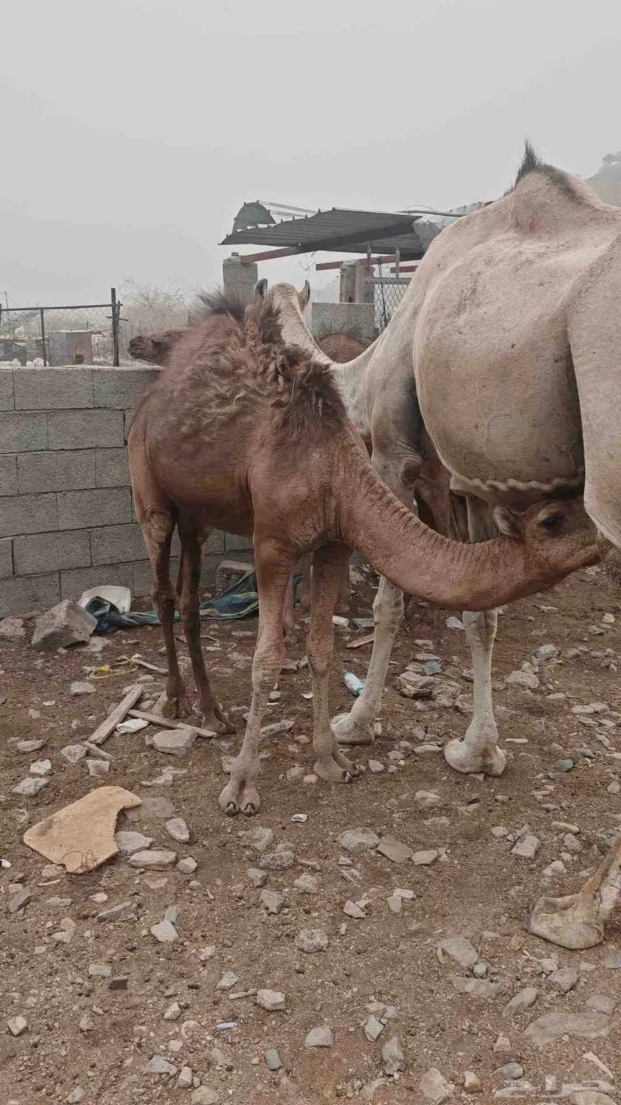 ماشاء الله تبارك الله حاشي لباني للبيع 1