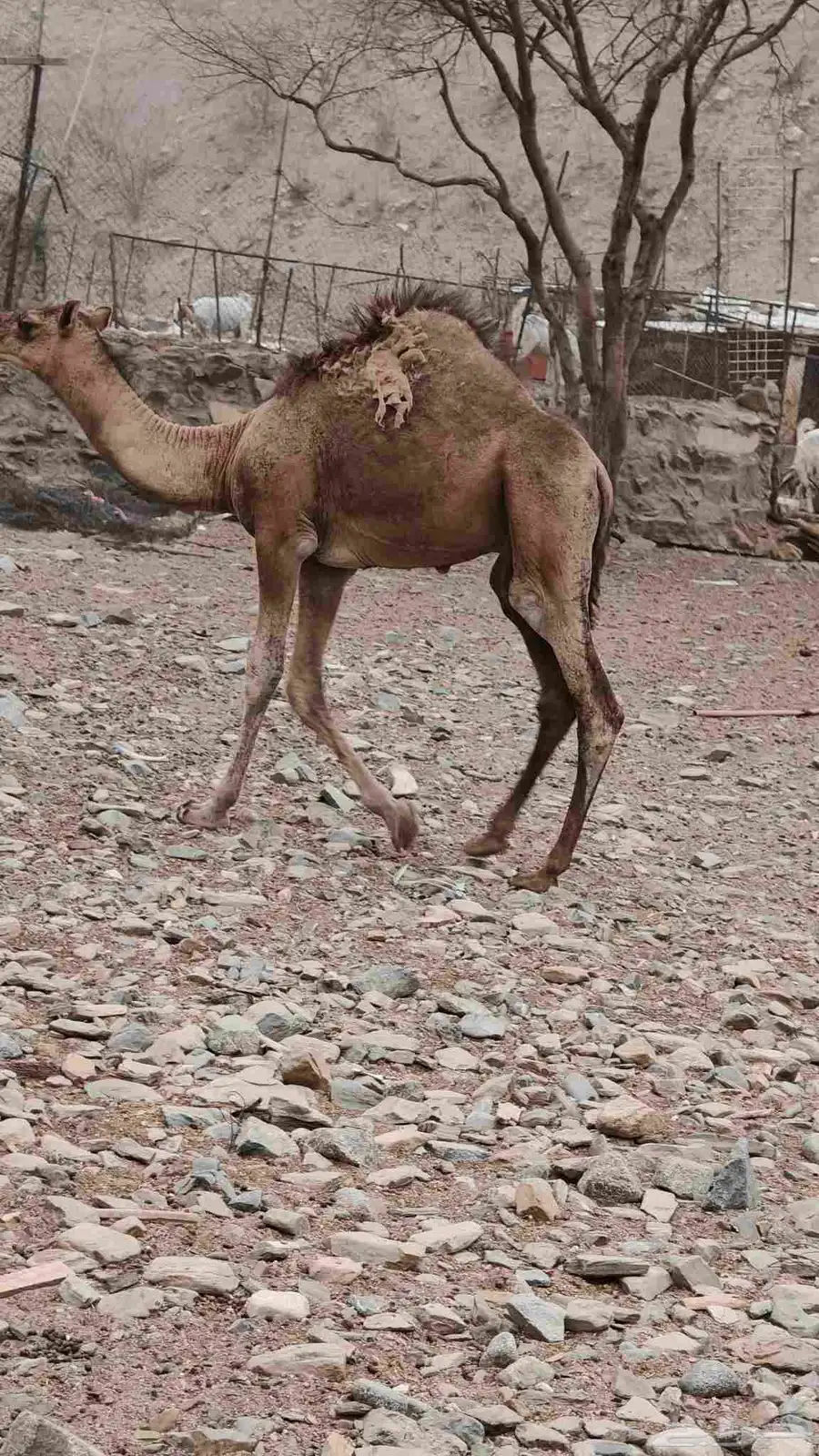 ماشاء الله تبارك الله حاشي لباني للبيع 0