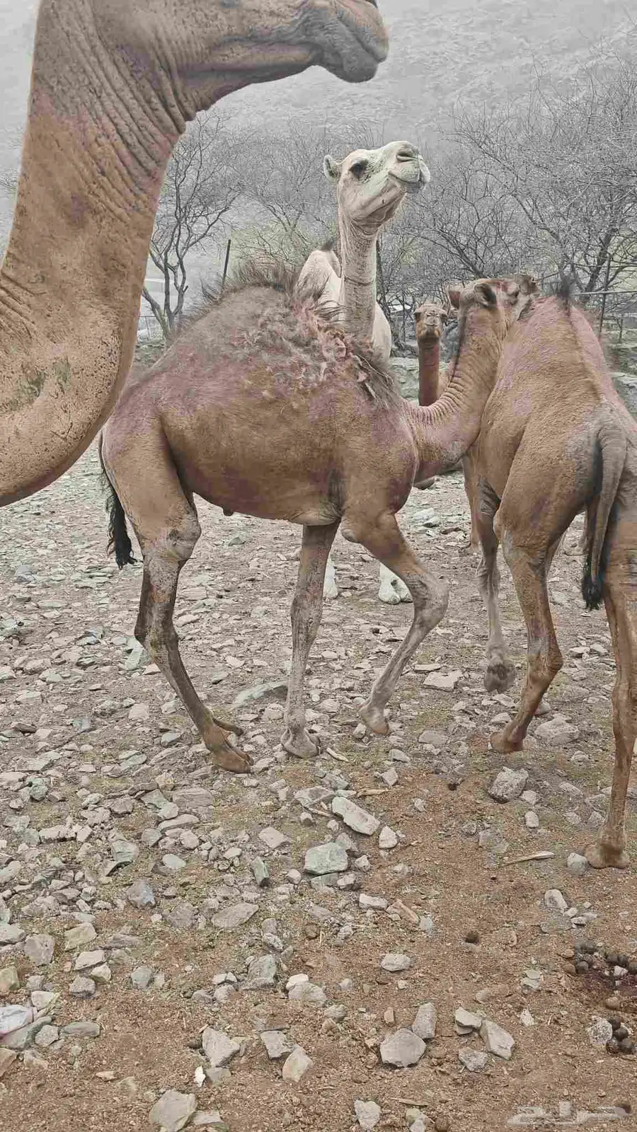 ماشاء الله تبارك الله حاشي لباني للبيع 2