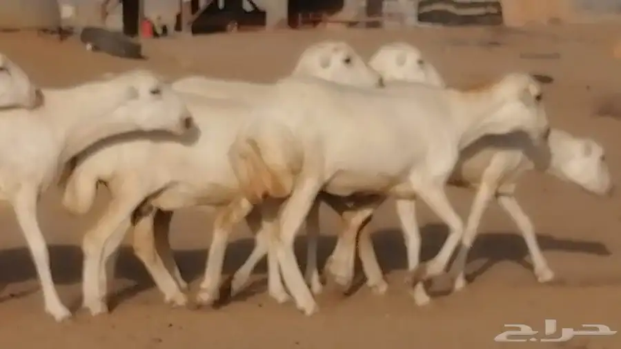 غنم رفيديات دفيع صغار سن صنف عددها 7 روس 6