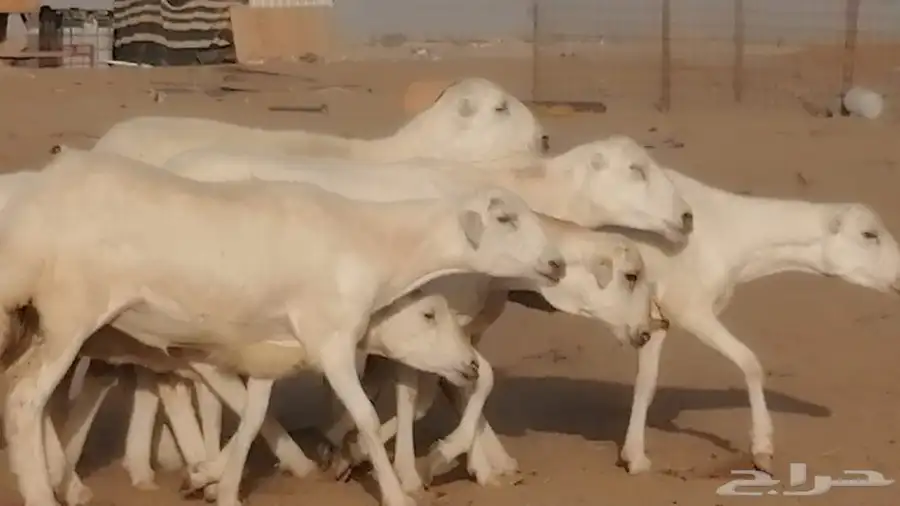 غنم رفيديات دفيع صغار سن صنف عددها 7 روس 10