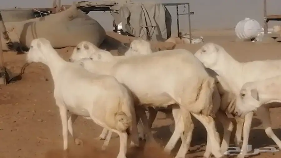 غنم رفيديات دفيع صغار سن صنف عددها 7 روس 12