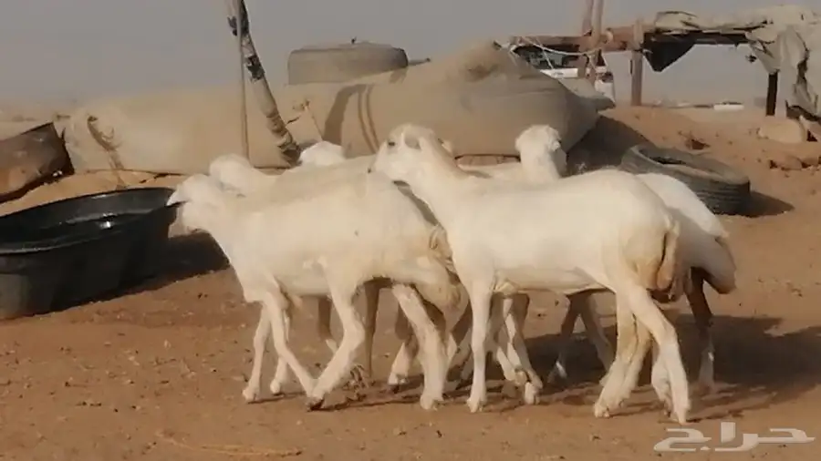 غنم رفيديات دفيع صغار سن صنف عددها 7 روس 1