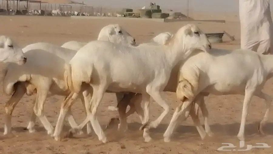 غنم رفيديات دفيع صغار سن صنف عددها 7 روس 4