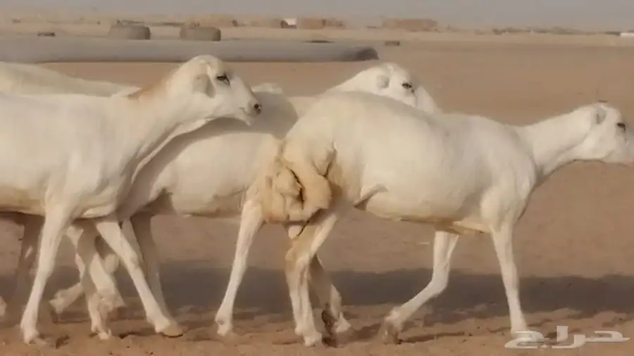 غنم رفيديات دفيع صغار سن صنف عددها 7 روس 8