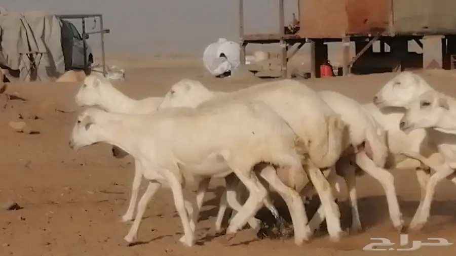 غنم رفيديات دفيع صغار سن صنف عددها 7 روس 13