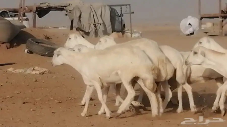 غنم رفيديات دفيع صغار سن صنف عددها 7 روس 3