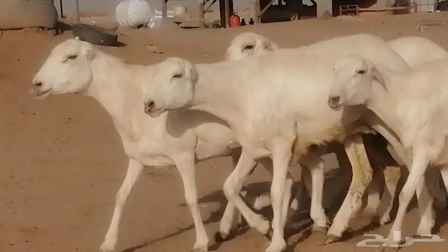 غنم رفيديات دفيع صغار سن صنف عددها 7 روس 5