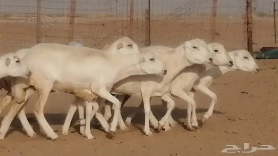 غنم رفيديات دفيع صغار سن صنف عددها 7 روس 2
