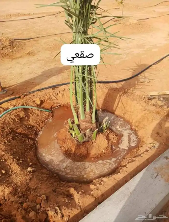 نخل الزلفي والغاط 6