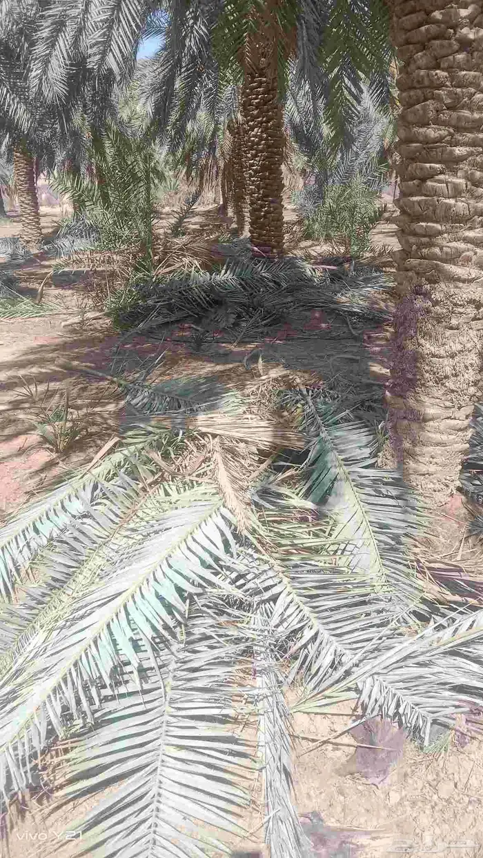 جريد نخل اخضر وناشف للبيع التواصل على 0