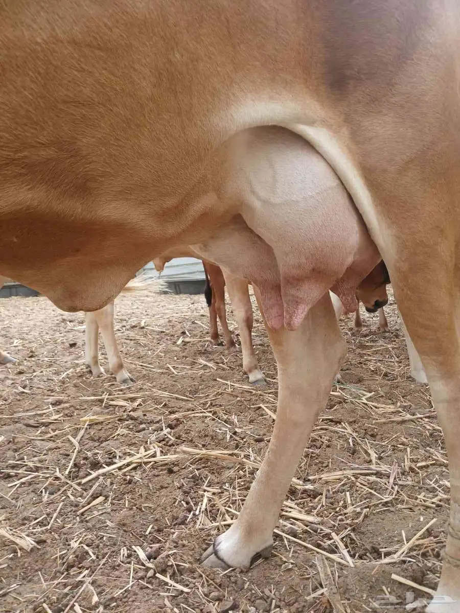 بقرة 2