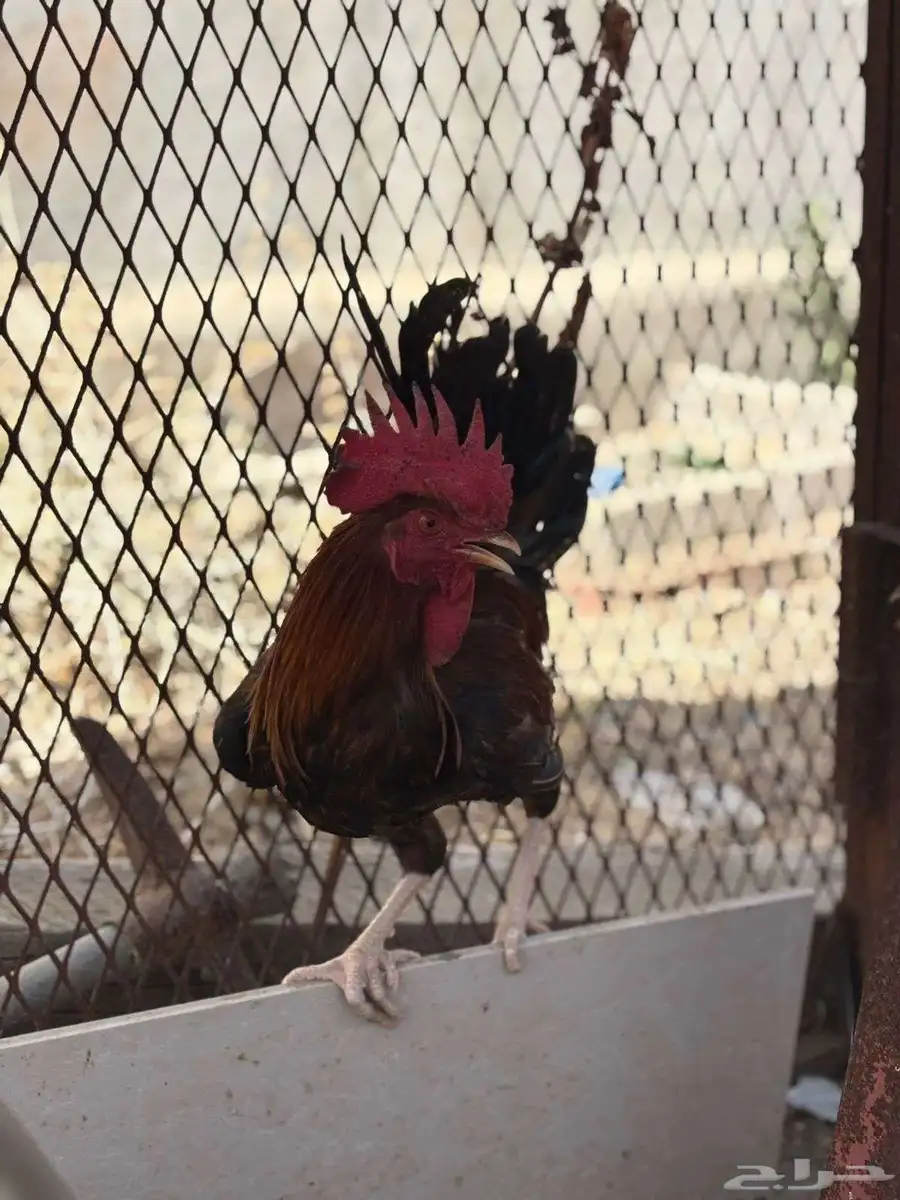 دجاجة وثلاث ديكة 3