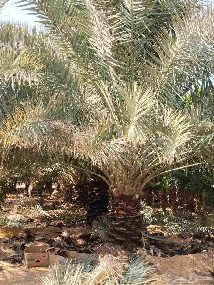 يوجد لدينا جميع انواع انخل المترين الى سته متر توصيل وزراعه 1